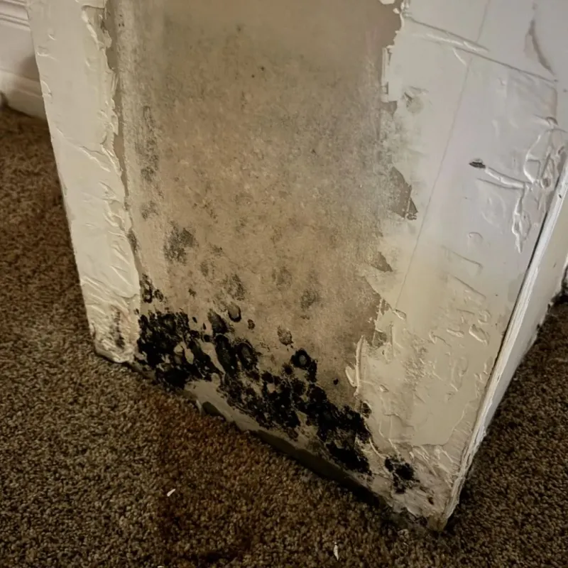 Professional Mold Removal in DuPage County, IL